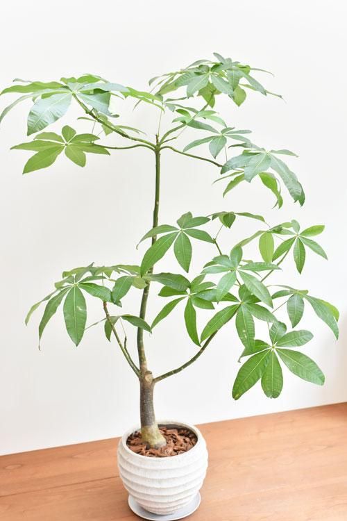 パキラ 06191 販売・通販 ［詳細ページ］ *tree tree*