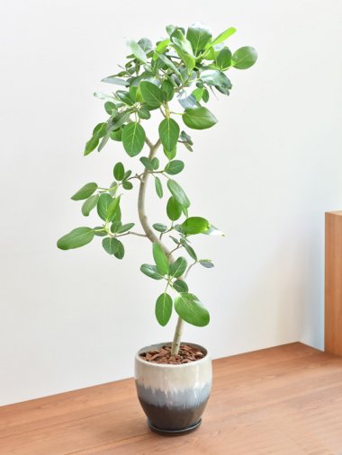 ビトロ - tree tree ～おしゃれな観葉植物 通販/interior plants shop～