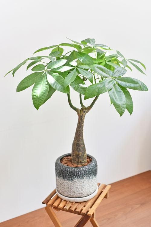 パキラ植物 観葉植物 パキラ 不二貿易 人工観葉植物(人工樹木) 【通販