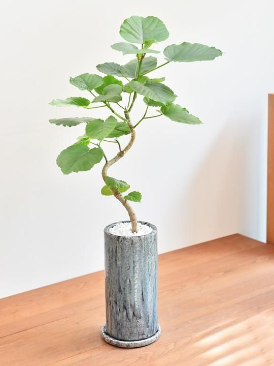 ウンベラータ 販売 通販 詳細ページ Tree Tree ウンベラータ 販売 通販 詳細ページ Tree Tree