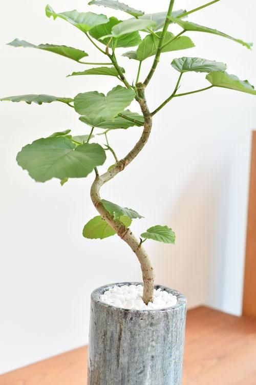 ウンベラータ 販売 通販 詳細ページ Tree Tree ウンベラータ 販売 通販 詳細ページ Tree Tree