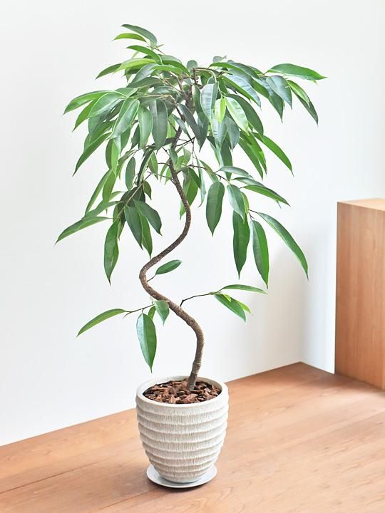 フィカス アムステルダム 販売 通販 詳細ページ Tree Tree