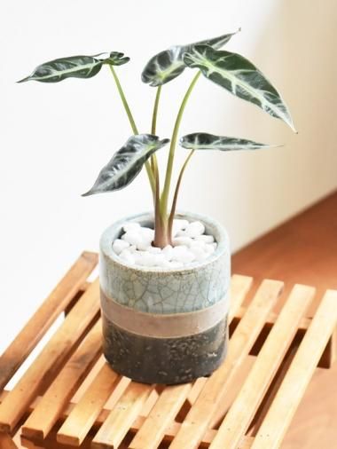 アロカシア - tree tree ～おしゃれな観葉植物 通販/interior