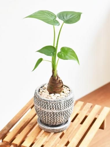 アロカシア - tree tree ～おしゃれな観葉植物 通販/interior