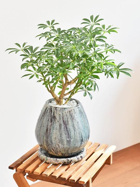 シェフレラ 07191 販売・通販 ［詳細ページ］ *tree tree*