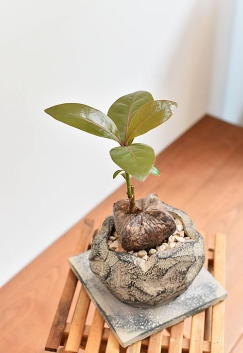 バーリングトニア 販売 通販 詳細ページ Tree Tree バーリングトニア 販売 通販 詳細ページ Tree Tree