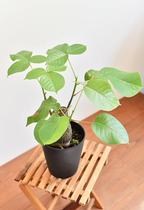 ボンバックス 07191 販売・通販 ［詳細ページ］ *tree tree*