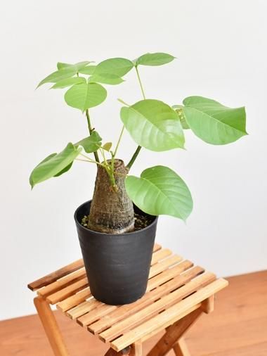 ボンバックス - tree tree ～おしゃれな観葉植物 通販/interior
