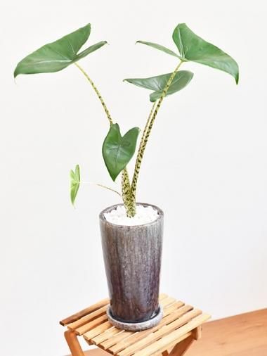 アロカシア ブラックベルベット | ブログ | 愛知の観葉植物なら