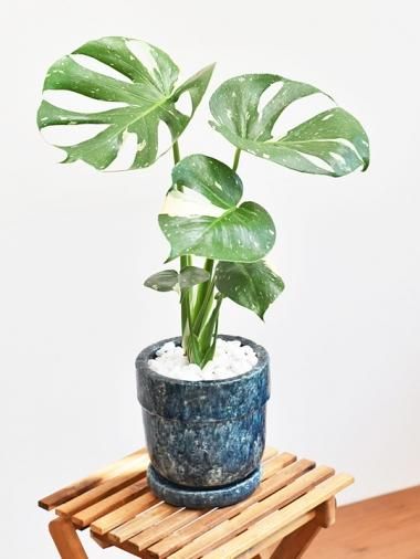 モンステラ Tree Tree おしゃれな観葉植物 通販 Interior Plants Shop