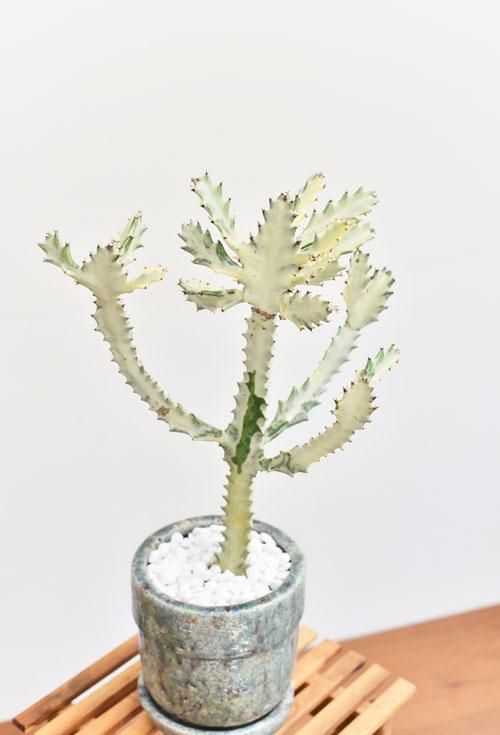 ユーフォルビア・ホワイトゴースト 08191 販売・通販 ［詳細ページ