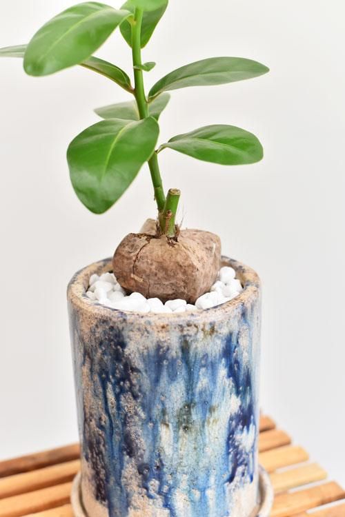バーリングトニア 販売 通販 詳細ページ Tree Tree バーリングトニア 販売 通販 詳細ページ Tree Tree