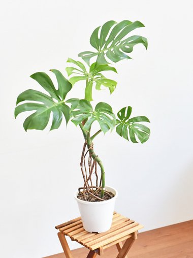 モンステラ - tree tree ～おしゃれな観葉植物 通販/interior plants 