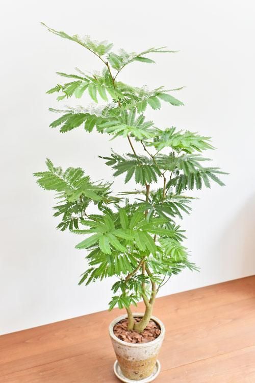 超安い品質 エバーフレッシュ 09191 販売・通販 ［詳細ページ］ *tree tree* その他観葉植物