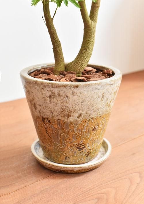 エバーフレッシュ 09191 販売・通販 ［詳細ページ］ *tree tree*