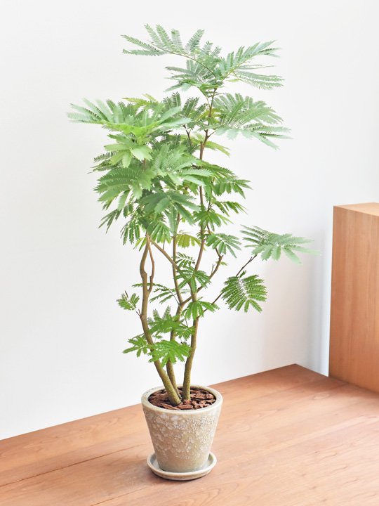 エバーフレッシュ 観葉植物 - 北海道の子供用品