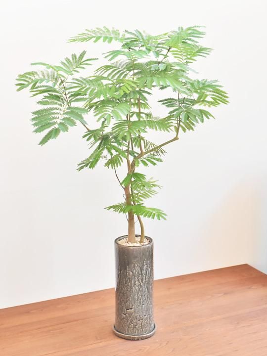 エバーフレッシュ 販売 通販 詳細ページ Tree Tree エバーフレッシュ 販売 通販 詳細ページ Tree Tree