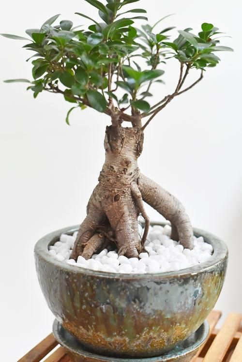 ガジュマル 10191 販売・通販［詳細ページ］ *tree tree*