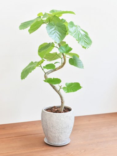 バーチ - tree tree ～おしゃれな観葉植物 通販/interior plants shop～