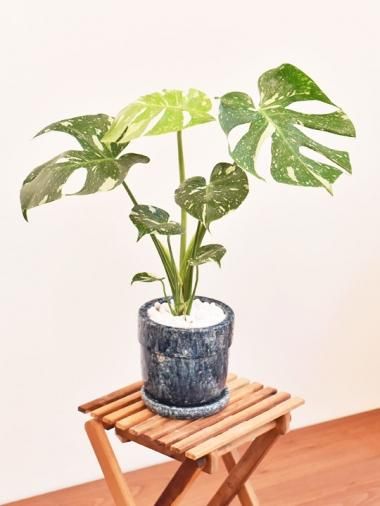 モンステラ Tree Tree おしゃれな観葉植物 通販 Interior Plants Shop