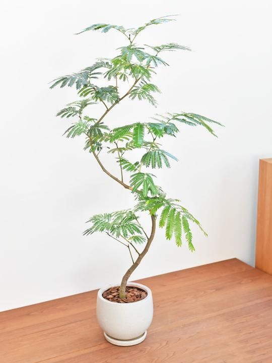 CM様】 エバーフレッシュ 沖縄産原木•曲がり仕立て♪ 152cm♪ 宅急便