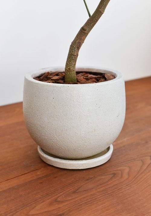 エバーフレッシュ 11195 販売・通販 ［詳細ページ］ *tree tree*