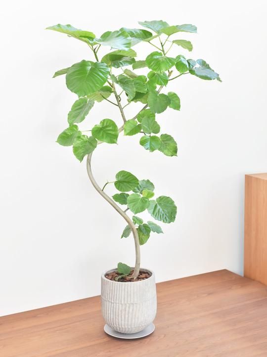 ウンベラータ 販売 通販 詳細ページ Tree Tree