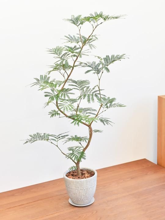 エバーフレッシュ 販売 通販 詳細ページ Tree Tree