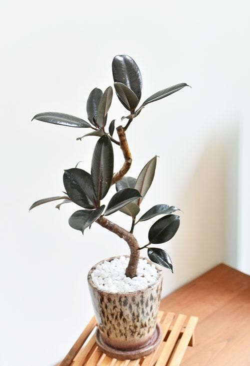 フィカス バーガンディ 販売 通販 詳細ページ Tree Tree フィカス バーガンディ 販売 通販 詳細ページ Tree Tree