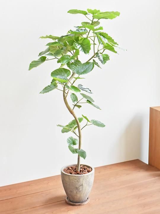 ウンベラータ 販売 通販 詳細ページ Tree Tree ウンベラータ 販売 通販 詳細ページ Tree Tree