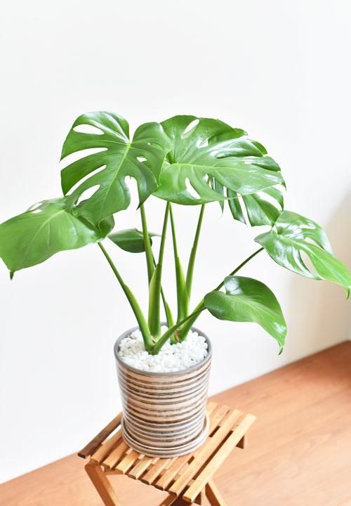 モンステラ 031 販売 通販 詳細ページ Tree Tree モンステラ 031 販売 通販 詳細ページ Tree Tree