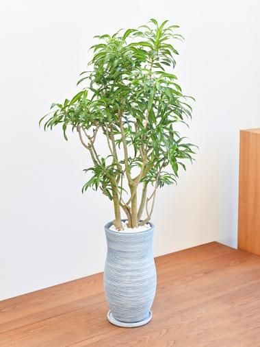 大きいサイズ Tree Tree おしゃれな観葉植物 通販 Interior Plants Shop