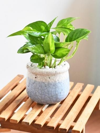 ポトス Tree Tree おしゃれな観葉植物 通販 Interior Plants Shop ポトス Tree Tree おしゃれな観葉植物 通販 Interior Plants Shop