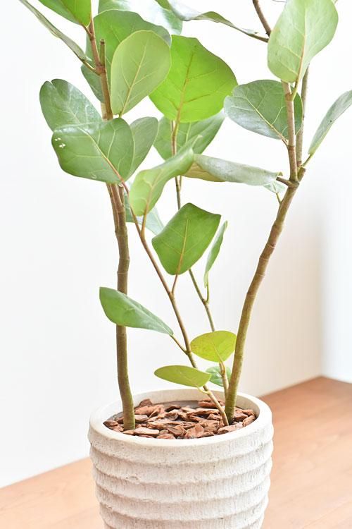 シーグレープ 03201 通販 ［詳細ページ］ *tree tree*