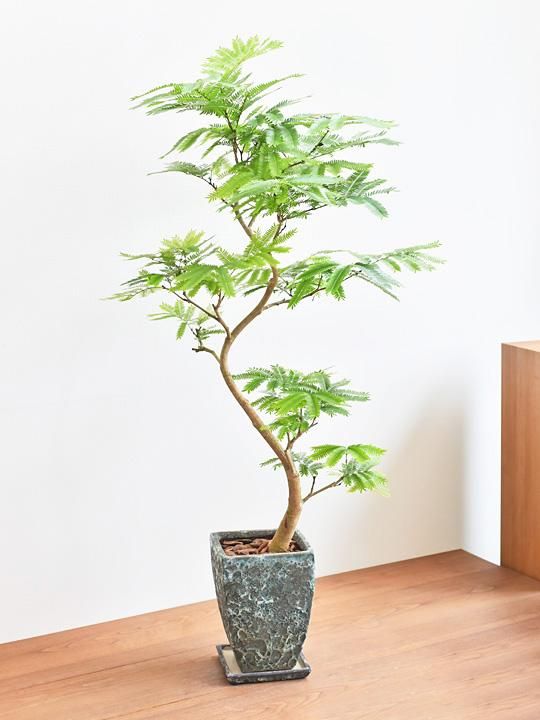 エバーフレッシュ 041 販売 通販 詳細ページ Tree Tree エバーフレッシュ 041 販売 通販 詳細ページ Tree Tree