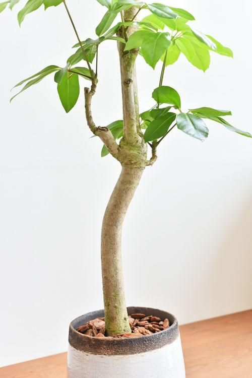 ブラッサイア 04201 通販 ［詳細ページ］ *tree tree*