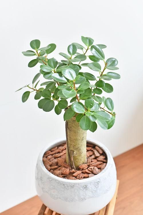 パンダガジュマル 04201 販売・通販［詳細ページ］ *tree tree*