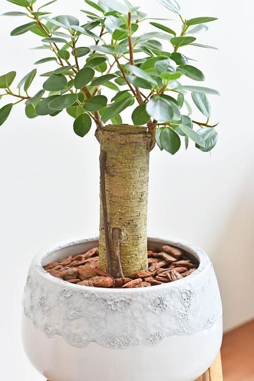 パンダガジュマル 041 販売 通販 詳細ページ Tree Tree パンダガジュマル 041 販売 通販 詳細ページ Tree Tree
