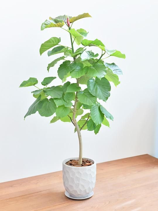 ウンベラータ 052 販売 通販 詳細ページ Tree Tree