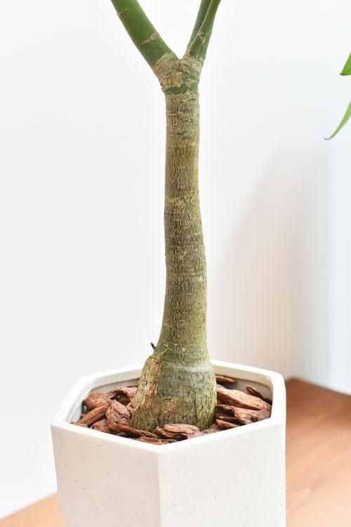 パキラ 05201 販売・通販 ［詳細ページ］ *tree tree*