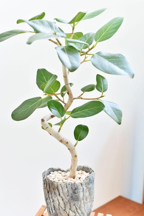 フィカス ベンガレンシス 056 通販 詳細ページ Tree Tree フィカス ベンガレンシス 056 通販 詳細ページ Tree Tree