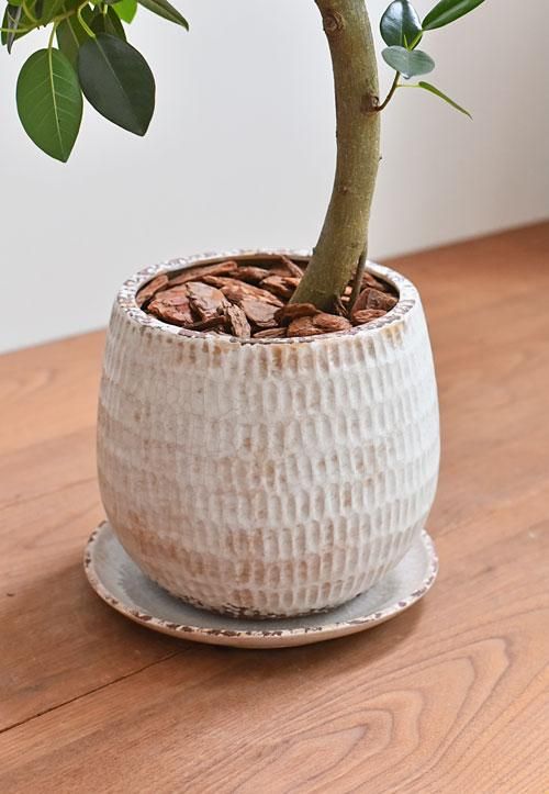 フランスゴムの木 06202 販売・通販 ［詳細ページ］ *tree tree*