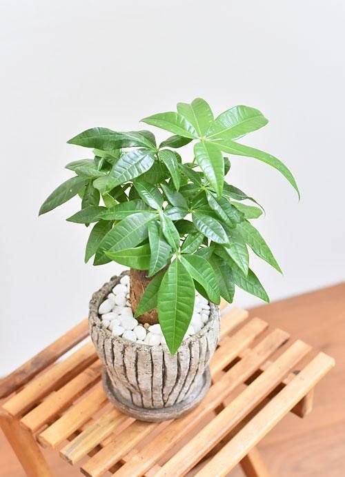 パキラ 061 販売 通販 詳細ページ Tree Tree パキラ 061 販売 通販 詳細ページ Tree Tree