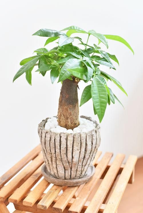 パキラ 061 販売 通販 詳細ページ Tree Tree パキラ 061 販売 通販 詳細ページ Tree Tree