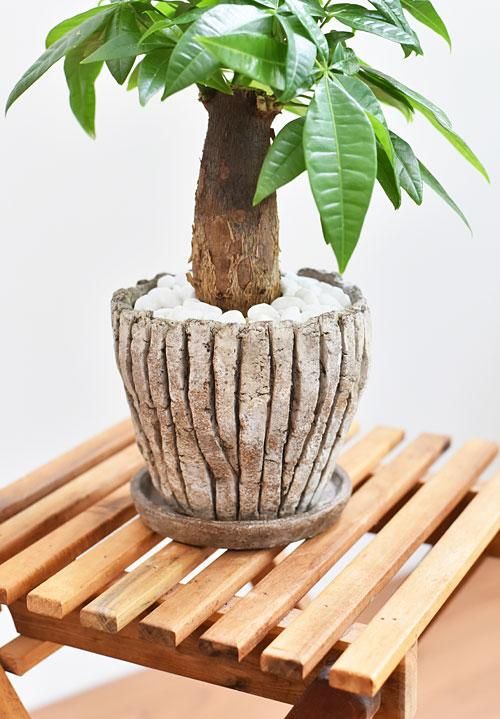 パキラ 061 販売 通販 詳細ページ Tree Tree パキラ 061 販売 通販 詳細ページ Tree Tree
