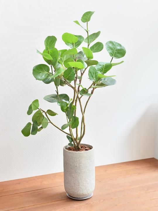 シーグレープ 06201 通販 ［詳細ページ］ *tree tree*