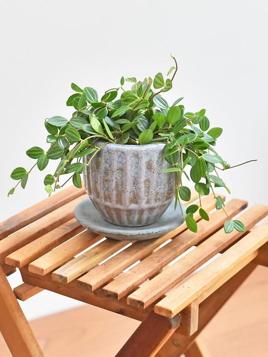 ペペロミア アングラータ 061 販売 通販 詳細ページ Tree Tree ペペロミア アングラータ 061 販売 通販 詳細ページ Tree Tree