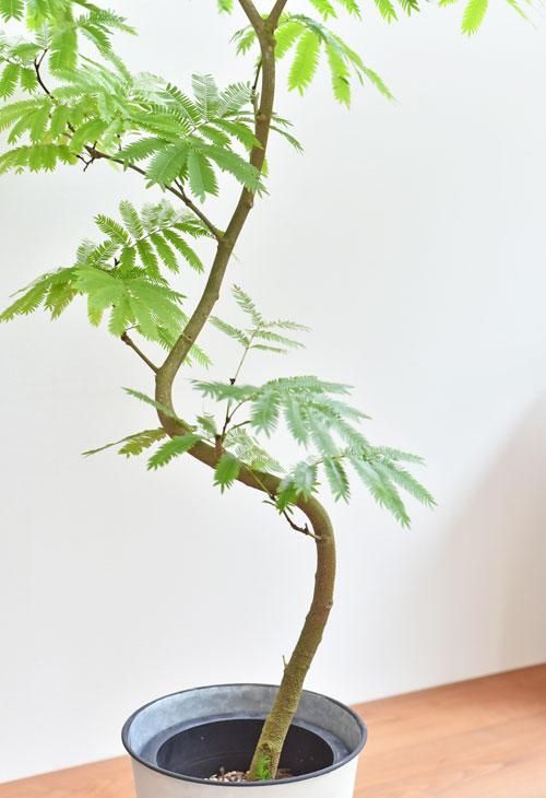 エバーフレッシュ 06204 販売・通販 ［詳細ページ］ *tree tree*