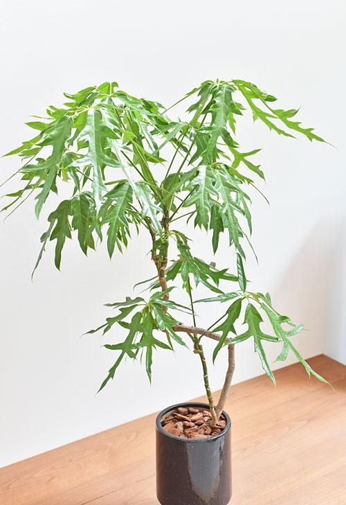 シェフレラ・ノヴァ 06201 販売・通販 ［詳細ページ］ *tree tree*