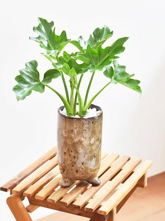 セローム セラミス植え 061 販売 通販 詳細ページ Tree Tree セローム セラミス植え 061 販売 通販 詳細ページ Tree Tree